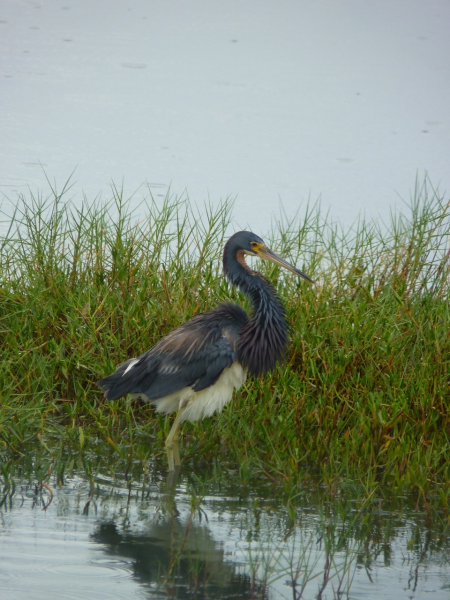 a majestic looking water bird wades in front of some marsh grasses